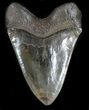 Huge, Serrated Megalodon Tooth - South Carolina #34997-2